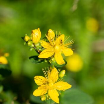 tribulus terrestris növény